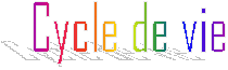 Cycle de vie