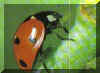 puio_uhundesgsdj,cgt u _o t_.jpg (11309 octets)