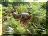 pict0698.jpg (40557 octets)